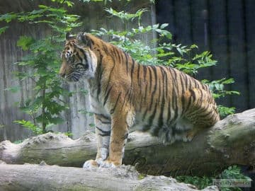 8. obrázek Zoo Jihlava 8. obrázek Zoo Jihlava