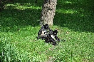 12. obrázek Zoologická zahrada Praha 12. obrázek Zoologická zahrada Praha