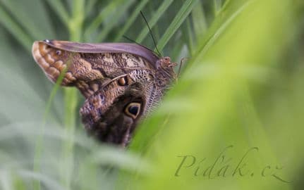 3. obrázek Motýlí dům - Karlovy Vary 3. obrázek Motýlí dům - Karlovy Vary