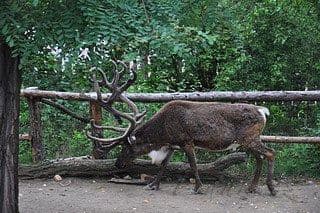 22. obrázek Zoologická zahrada Praha 22. obrázek Zoologická zahrada Praha