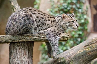 5. obrázek Zoo Děčín
5. obrázek Zoo Děčín