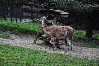 17. obrázek Zoologická zahrada Praha 17. obrázek Zoologická zahrada Praha