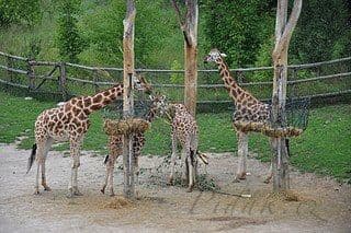 20. obrázek Zoologická zahrada Praha 20. obrázek Zoologická zahrada Praha