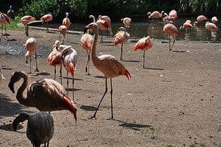 3. obrázek Zoologická zahrada Praha 3. obrázek Zoologická zahrada Praha