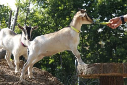 4. obrázek EKOPark Liberec 4. obrázek EKOPark Liberec