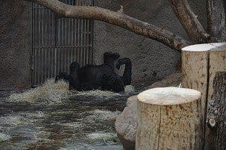 9. obrázek Zoologická zahrada Praha 9. obrázek Zoologická zahrada Praha