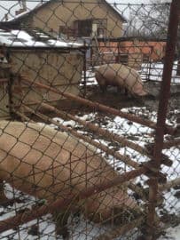 5. obrázek Minizoo- Milíčovský les- Praha 5. obrázek Minizoo- Milíčovský les- Praha