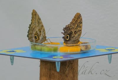 5. obrázek Motýlí dům - Karlovy Vary 5. obrázek Motýlí dům - Karlovy Vary