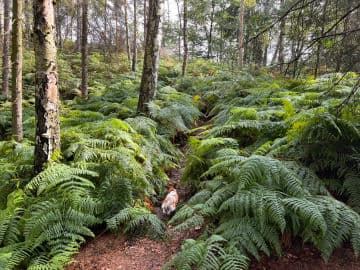 6. obrázek Bastei 6. obrázek Bastei