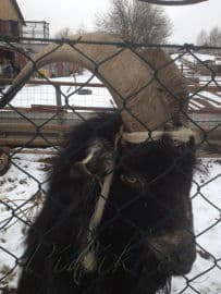 3. obrázek Minizoo- Milíčovský les- Praha 3. obrázek Minizoo- Milíčovský les- Praha