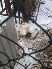 6. obrázek Minizoo- Milíčovský les- Praha 6. obrázek Minizoo- Milíčovský les- Praha