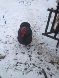 7. obrázek Minizoo- Milíčovský les- Praha 7. obrázek Minizoo- Milíčovský les- Praha