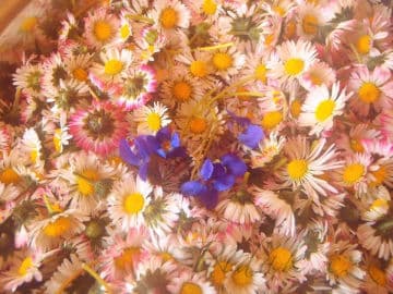 2. obrázek Med z květů sedmikrásky- chudobky 2. obrázek Med z květů sedmikrásky- chudobky