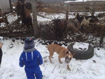 9. obrázek Minizoo- Milíčovský les- Praha 9. obrázek Minizoo- Milíčovský les- Praha