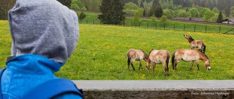 2. obrázek Dům divočiny Ludwigsthal – Haus zur Wildnis, centrum NP Bavorský les Falkenstein, Německo 2. obrázek Dům divočiny Ludwigsthal – Haus zur Wildnis, centrum NP Bavorský les Falkenstein, Německo