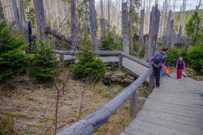 2. obrázek Prameny Vltavy – povalový chodník z Kvildy 2. obrázek Prameny Vltavy – povalový chodník z Kvildy