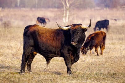 3. obrázek Přírodní rezervace Milovice – zubři, divocí koně a praturi 3. obrázek Přírodní rezervace Milovice – zubři, divocí koně a praturi