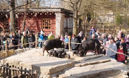 2. obrázek Zoo Görlitz – Naturschutz-Tierpark Görlitz-Zgorzelec s tibetskou vesnicí, Německo 2. obrázek Zoo Görlitz – Naturschutz-Tierpark Görlitz-Zgorzelec s tibetskou vesnicí, Německo