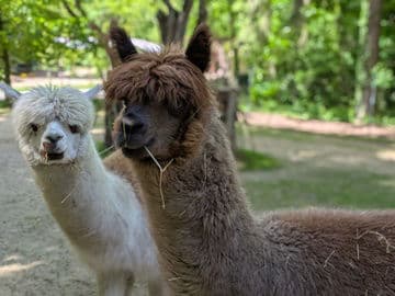 4. obrázek Zvířecí park Žitava – Tierpark Zittau, Německo 4. obrázek Zvířecí park Žitava – Tierpark Zittau, Německo