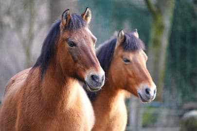 5. obrázek Zvířecí park Žitava – Tierpark Zittau, Německo 5. obrázek Zvířecí park Žitava – Tierpark Zittau, Německo