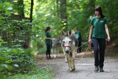 2. obrázek Zvířecí park Žitava – Tierpark Zittau, Německo 2. obrázek Zvířecí park Žitava – Tierpark Zittau, Německo